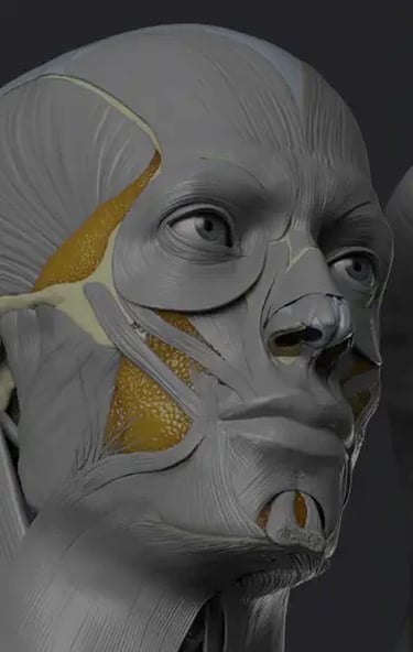 anatomy-books-for-3d-artists-mob