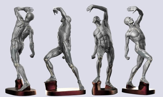 ecorche-enhanced-3d-model